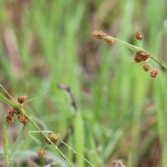 Luzula densiflora (Dense Wood-rush) at Wodonga - 14 Oct 2022 by KylieWaldon