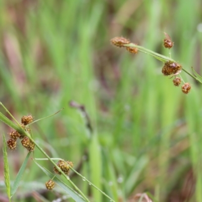 Luzula densiflora (Dense Wood-rush) at Felltimber Creek NCR - 14 Oct 2022 by KylieWaldon