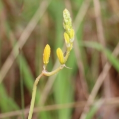 Bulbine sp. at Felltimber Creek NCR - 14 Oct 2022 by KylieWaldon