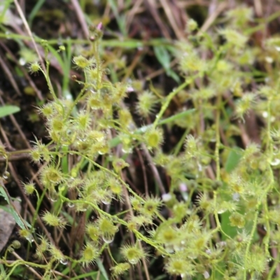 Drosera sp. (A Sundew) at Felltimber Creek NCR - 15 Oct 2022 by KylieWaldon