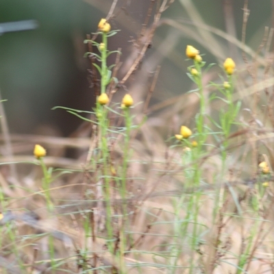 Xerochrysum viscosum (Sticky Everlasting) at Felltimber Creek NCR - 14 Oct 2022 by KylieWaldon