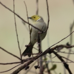 Ptilotula penicillata (White-plumed Honeyeater) at Wodonga - 14 Oct 2022 by KylieWaldon