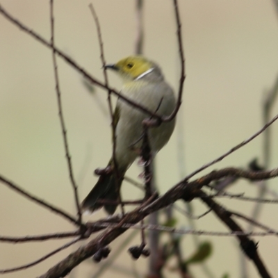 Ptilotula penicillata (White-plumed Honeyeater) at Wodonga - 14 Oct 2022 by KylieWaldon