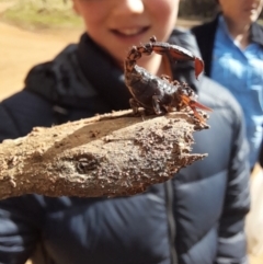 Cercophonius squama (Wood Scorpion) at Cotter River, ACT - 14 Oct 2022 by VanceLawrence