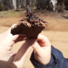 Cercophonius squama at Cotter River, ACT - 15 Oct 2022