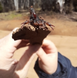 Cercophonius squama at Cotter River, ACT - 15 Oct 2022 10:17 AM