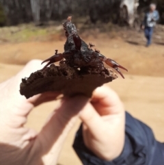 Cercophonius squama at Cotter River, ACT - 15 Oct 2022