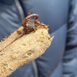 Cercophonius squama at Cotter River, ACT - 15 Oct 2022