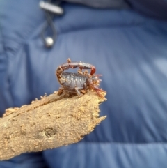 Cercophonius squama at Cotter River, ACT - 15 Oct 2022