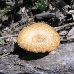 Lentinus fasciatus (Hairy Trumpet) at Molonglo Valley, ACT - 15 Oct 2022 by MatthewFrawley