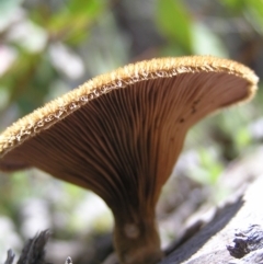 Lentinus fasciatus at Molonglo Valley, ACT - 15 Oct 2022