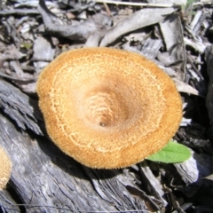 Lentinus fasciatus at Molonglo Valley, ACT - 15 Oct 2022