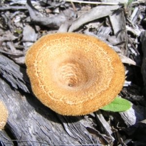 Lentinus fasciatus at Molonglo Valley, ACT - 15 Oct 2022