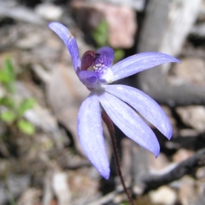 Cyanicula caerulea at Molonglo Valley, ACT - 15 Oct 2022