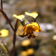 Diuris semilunulata (Late Leopard Orchid) at Denman Prospect 2 Estate Deferred Area (Block 12) - 15 Oct 2022 by MatthewFrawley