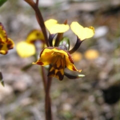 Diuris semilunulata at Molonglo Valley, ACT - suppressed