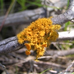 Teloschistes sp. (genus) (A lichen) at Block 402 - 15 Oct 2022 by MatthewFrawley