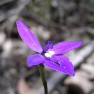 Glossodia major at Stromlo, ACT - 15 Oct 2022