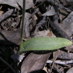 Glossodia major at Stromlo, ACT - 15 Oct 2022