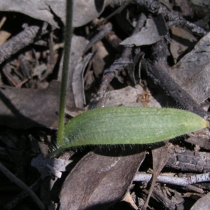 Glossodia major at Stromlo, ACT - 15 Oct 2022