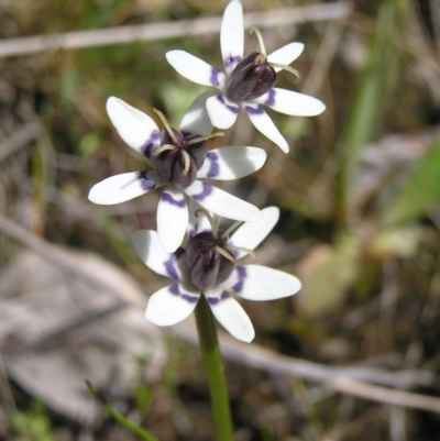 Wurmbea dioica subsp. dioica (Early Nancy) at Block 402 - 15 Oct 2022 by MatthewFrawley