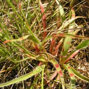 Luzula densiflora at Stromlo, ACT - 15 Oct 2022 12:24 PM