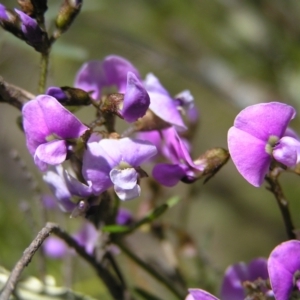 Glycine clandestina at Stromlo, ACT - 15 Oct 2022 12:28 PM