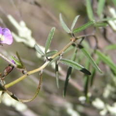 Glycine clandestina at Stromlo, ACT - 15 Oct 2022