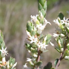 Brachyloma daphnoides (Daphne Heath) at Stromlo, ACT - 15 Oct 2022 by MatthewFrawley