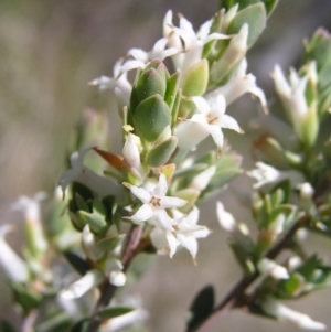 Brachyloma daphnoides at Stromlo, ACT - 15 Oct 2022