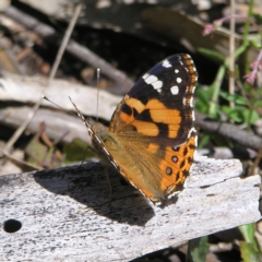 Vanessa kershawi (Australian Painted Lady) at Block 402 - 15 Oct 2022 by MatthewFrawley