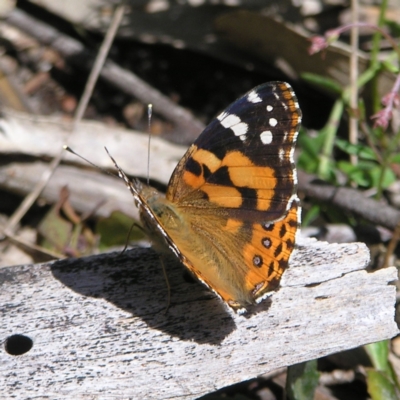 Vanessa kershawi (Australian Painted Lady) at Block 402 - 15 Oct 2022 by MatthewFrawley