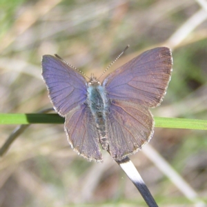 Erina hyacinthina at Stromlo, ACT - 15 Oct 2022 12:40 PM