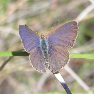 Erina hyacinthina (Varied Dusky-blue) at Block 402 - 15 Oct 2022 by MatthewFrawley