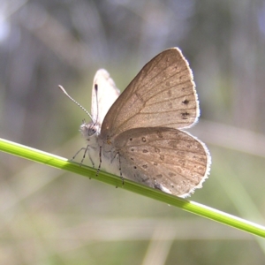 Erina hyacinthina at Stromlo, ACT - 15 Oct 2022 12:40 PM