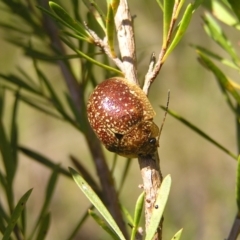 Paropsis variolosa (Variolosa leaf beetle) at Piney Ridge - 15 Oct 2022 by MatthewFrawley