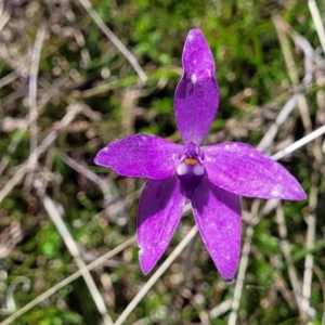 Glossodia major at Forde, ACT - suppressed