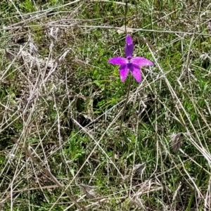 Glossodia major at Forde, ACT - suppressed