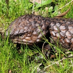 Tiliqua rugosa (Shingleback Lizard) at Mulligans Flat - 15 Oct 2022 by trevorpreston