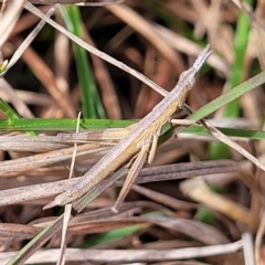 Keyacris scurra (Key's Matchstick Grasshopper) at Forde, ACT - 15 Oct 2022 by trevorpreston