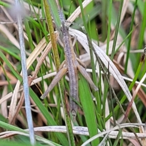 Keyacris scurra at Forde, ACT - 15 Oct 2022 02:00 PM