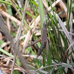 Keyacris scurra at Forde, ACT - 15 Oct 2022 02:00 PM