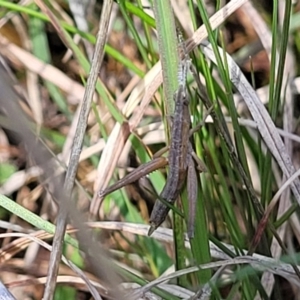 Keyacris scurra at Forde, ACT - 15 Oct 2022 02:00 PM