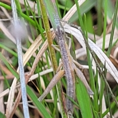 Keyacris scurra at Forde, ACT - 15 Oct 2022 02:00 PM