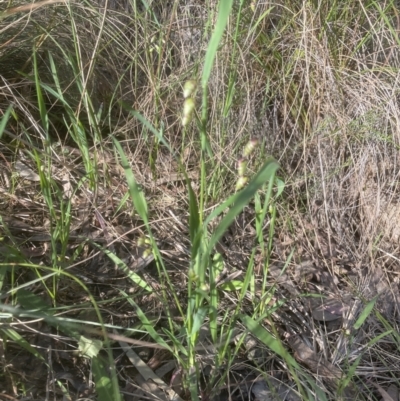 Briza maxima (Quaking Grass, Blowfly Grass) at Point 64 - 15 Oct 2022 by lbradley