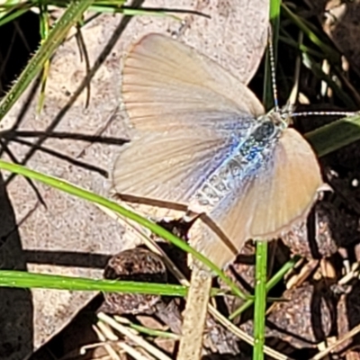 Zizina otis (Common Grass-Blue) at Forde, ACT - 15 Oct 2022 by trevorpreston