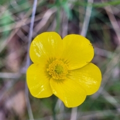 Ranunculus lappaceus (Australian Buttercup) at Forde, ACT - 15 Oct 2022 by trevorpreston