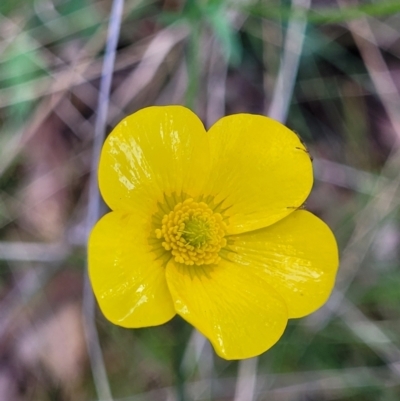 Ranunculus lappaceus (Australian Buttercup) at Mulligans Flat - 15 Oct 2022 by trevorpreston