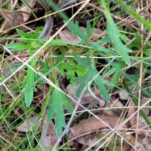 Ranunculus lappaceus at Forde, ACT - 15 Oct 2022