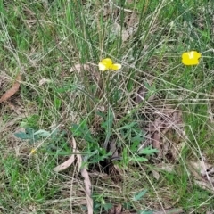 Ranunculus lappaceus at Forde, ACT - 15 Oct 2022 02:35 PM